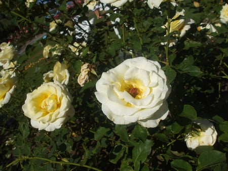 WHITE ROSES - flowers, garden, vancouver, white roses, parks, bristish columbia