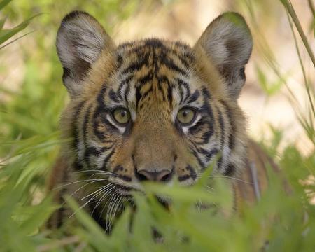 hiding and seek  - its eyes on you, long grass, tiger