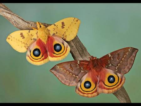 OH MY BUTTERFLY - oh my butterfly, cute pair