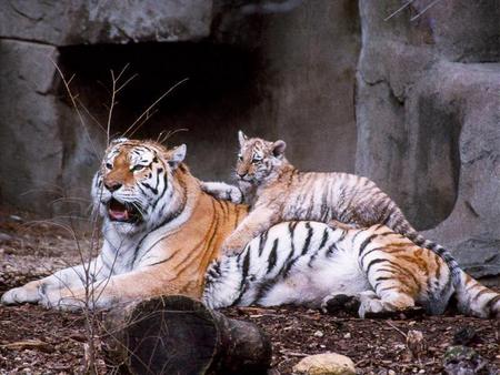 tiger and tiger - cub on mums back, tiger mum