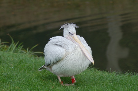 Pelican at Longleat Safari Park - bird, longleat, funny, cute, pelican, cool