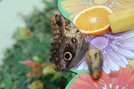 Common Buckeye Butterfly - longleat, buckeye, beautiful, cute, butterfly, colourful