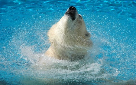 water is good - beautiful, cute, polar bear, fish, cool