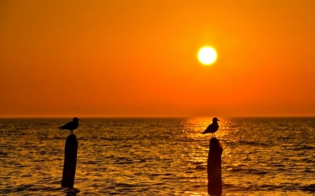 The Sky - sky, sea, sun, birds