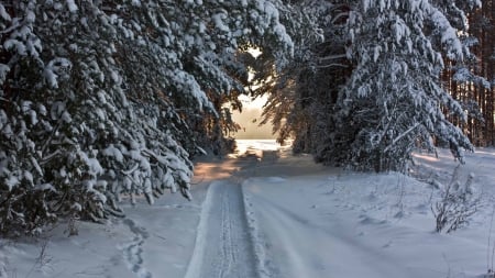 Snow Tunnel - sunshine, forest, path, trees