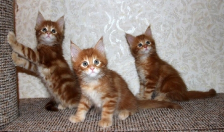 Cheerful kittens - cheerful, animals, kittens, cats