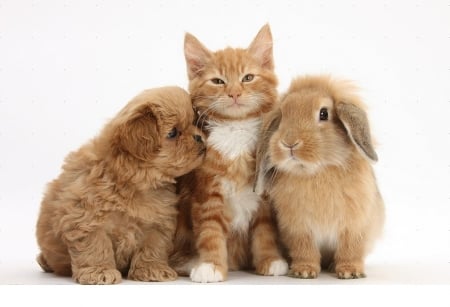 ginger kitten and a friends