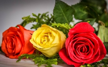 Colorful roses - pretty, roses, beautiful, fragrance, petals, bouquet, three, leaves, flowers, colorful, scent