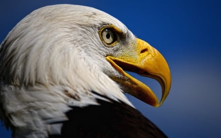 Eagle - white, yellow, eagle, blue, black, bird