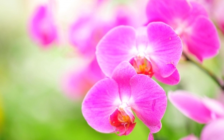 Orchids - flower, bright, pink, orchid, green