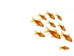 Golden fish