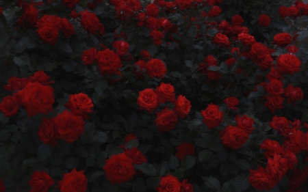 Roses - dark, red, summer, rose, flower