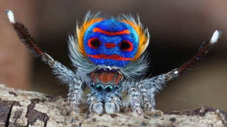 Spider - spider, yellow, blue, red, macro, insect