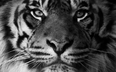 Tiger - face, white, animal, tiger, black, bw, skin