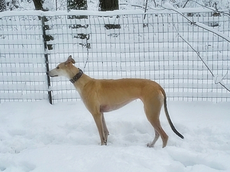 Blaze-She's as sweet as she is beautiful. - winter, dogs, greyhound, photography, Michigan, snow