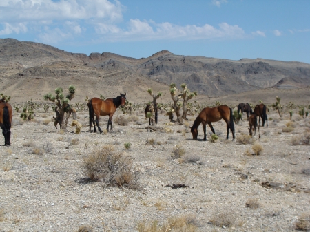 Wild in the desert - Horeses, Desert, Nature, Las Vegas