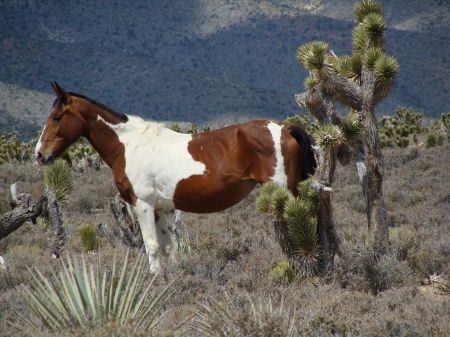 Paint - Animals, Desert, Horses, Las Vagas