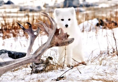 Snow Fox - animal, winter, fox, snow