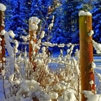 Fence in Winter