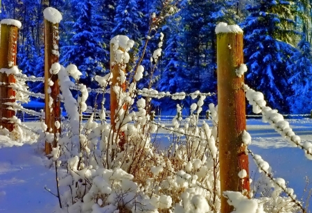 Fence in Winter - winter, nature, fence, snow