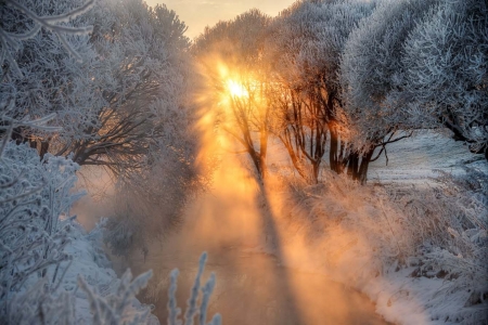 ♥ - cold, trees, winter, nature