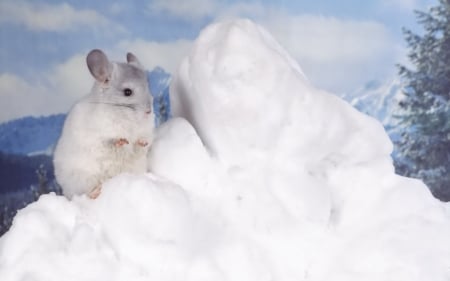 a little white mouse - winter, tree, mouse, snow