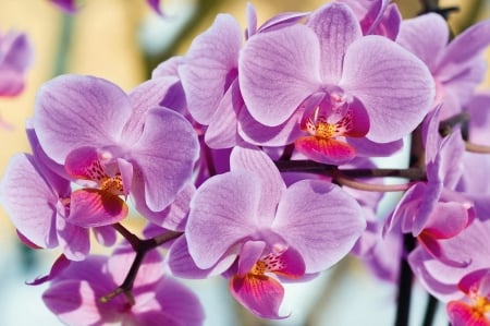 Orchids background - orchids, background, pink, beautiful, branch, flowers