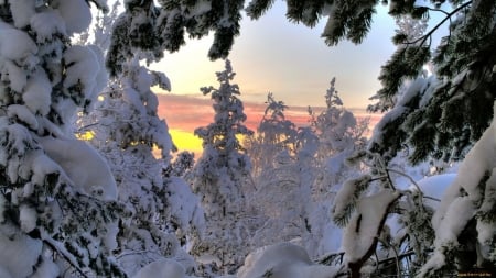 Snow Window - sunlight, landscape, trees, twigs