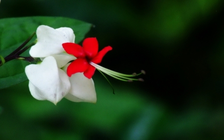 Beautiful Flowers - flowers, petals, nature, bloom