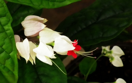 Beautiful Flowers - flowers, petals, nature, bloom