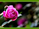 Pink Rose