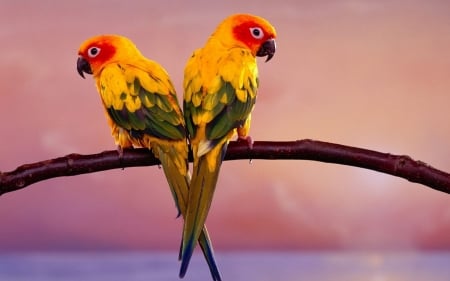 Lovely Birds - birds, yellow, parrot, animals