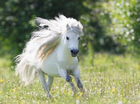 White Pony - white, pony, horse, animal, field, grass