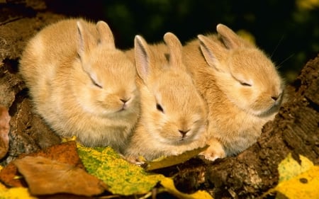 Cute Rabbits