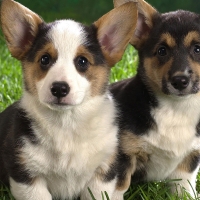 Cute Dogs