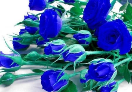 Blue Roses