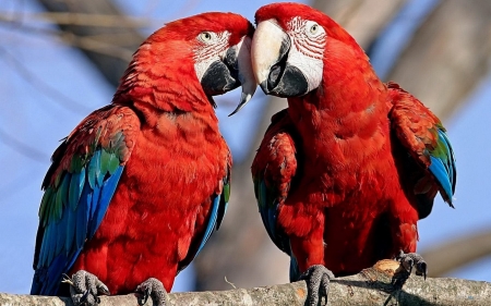 Lovely Birds - parrots, birds, animal, red, cute