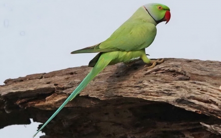 Cute Bird - bird, cute, animal, green