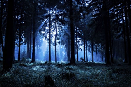 Dark Forest - nature, scenery, view, photography, HD