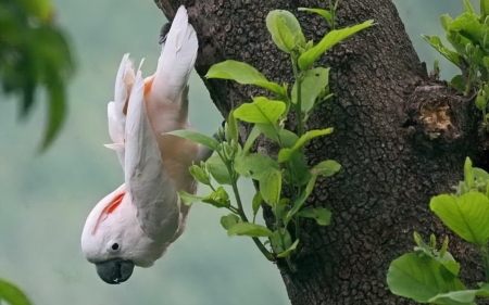 Lovely Bird - white, animal, cute, bird