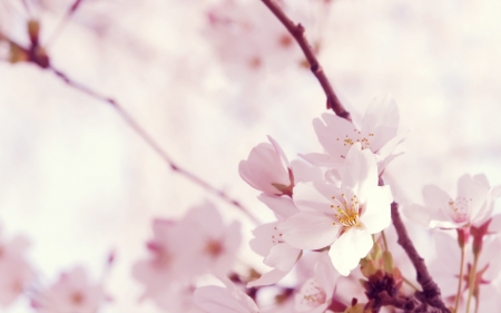 Lovely Flowers - bloom, flowers, nature, pink