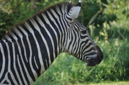 Is a Zebra White with Black Spots? - still, black and white, portrait, stripes