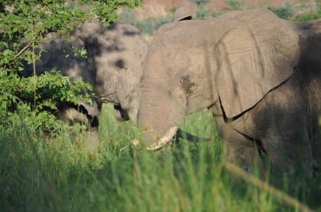 An Elephant Cries - tears, majestic, grey, gentle giant