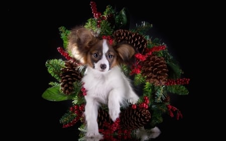 Christmas puppy - red, animal, black, puppy, pine cone, craciun, papillon, christmas, white, dog, green