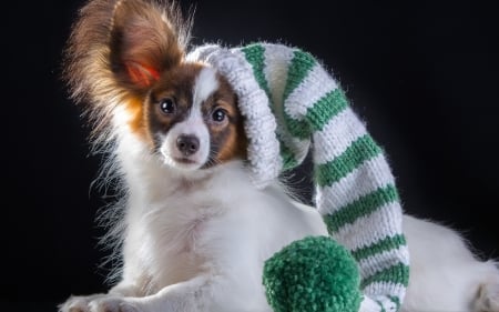 Puppy - animal, black, puppy, craciun, papillon, christmas, white, hat, dog, green