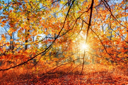 Autumn Forest - autumn, forest, trees, woods