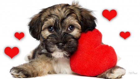 Puppy Love V - love, pillow, lovable, puppy, pet, pup, hearts, dog, valentines day, sweet, canine, firefox persona theme