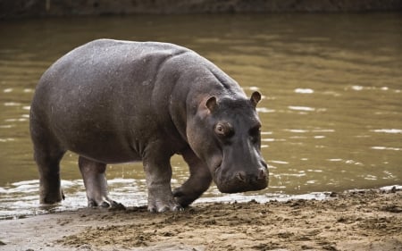 hippopotamus - animal, waterhole, hippopotamus, sand