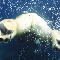 polar bear swimming