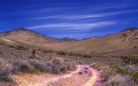 desert road - hill, desert, grass, road